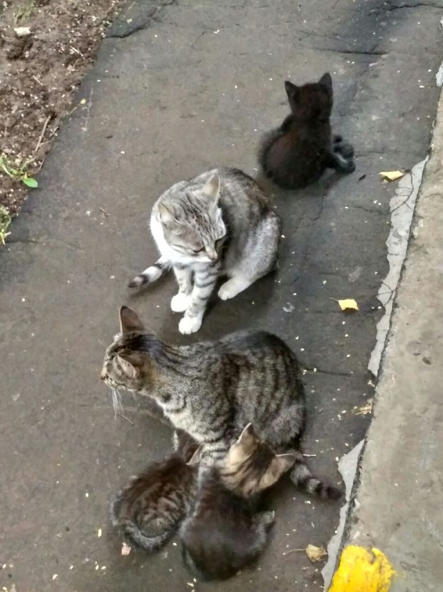 Котовторник 1.08.17