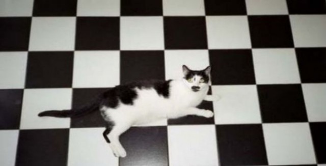 Коты и Кошки