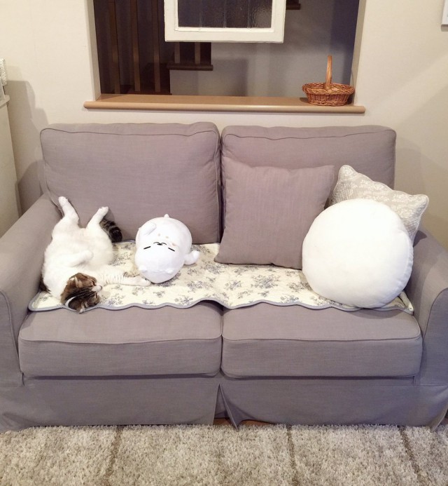 Коты и Кошки