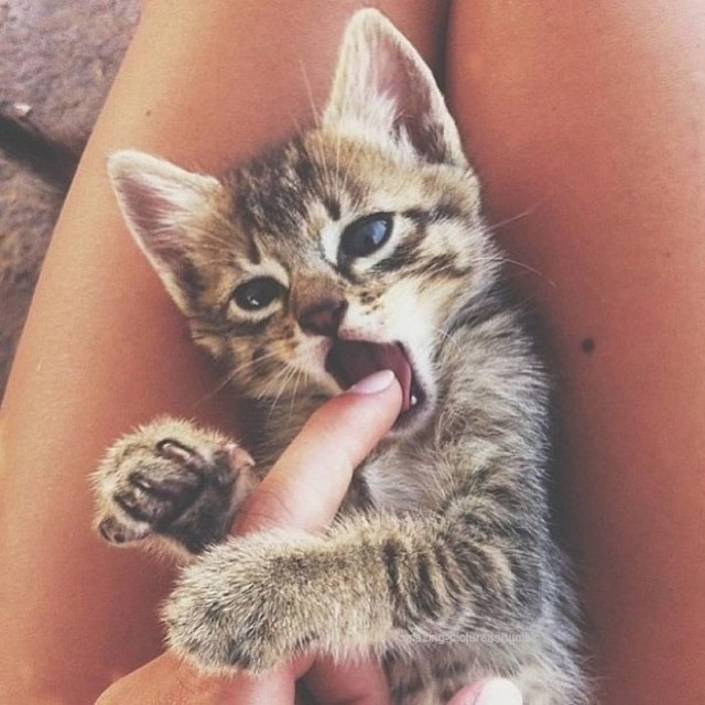 Коты и Кошки
