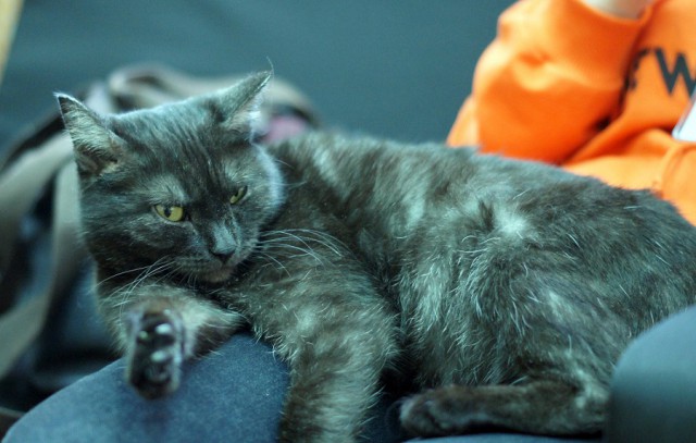 Котовторник 9.01.2018