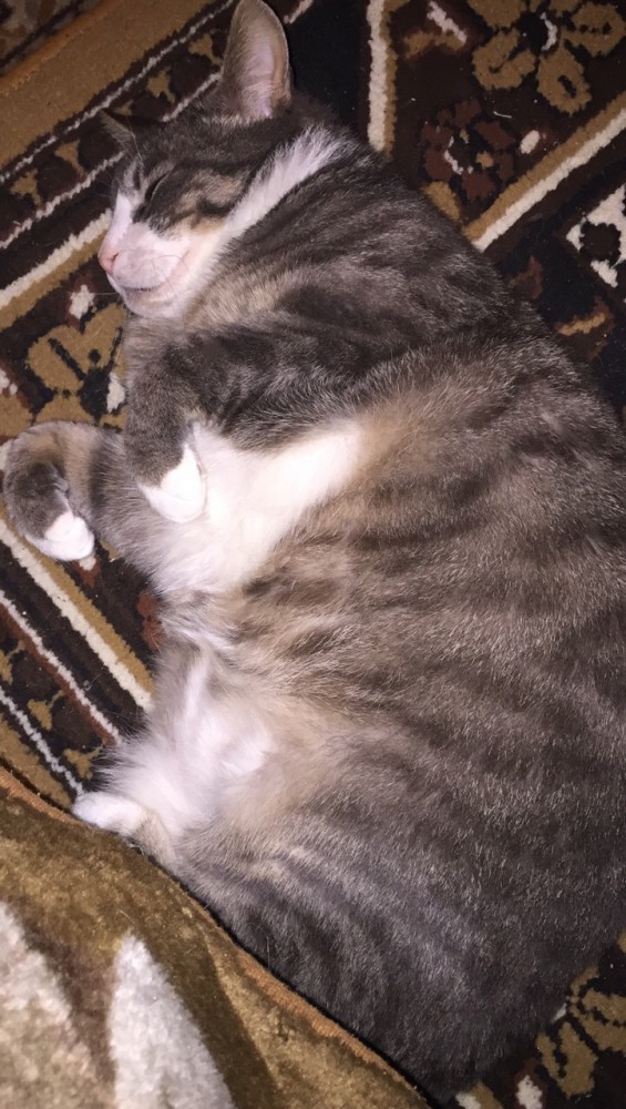 Котовторник 9.01.2018