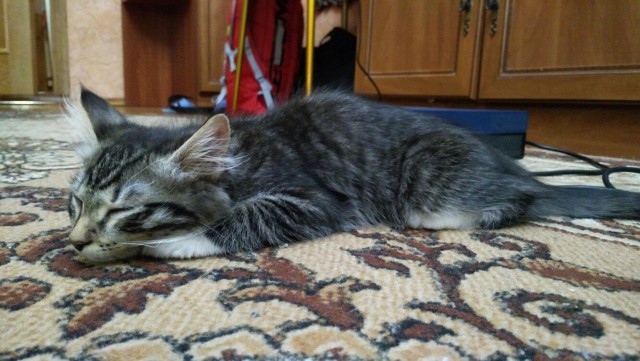 Котовторник 20.02.18