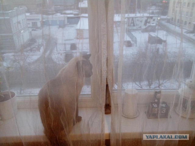 Котовторник 13.03.2018