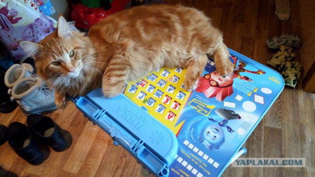 Котовторник 13.03.2018