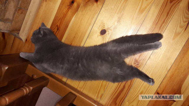 Котовторник  31.07.2018