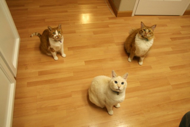Котовторник (24.03)