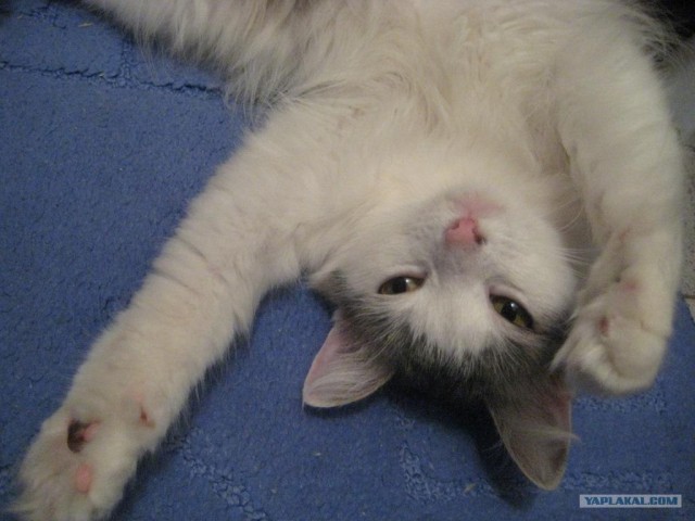 Котовторник на ЯПе (21.04.2009)