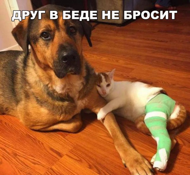 Живность из сети