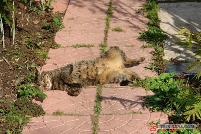 Котопятница