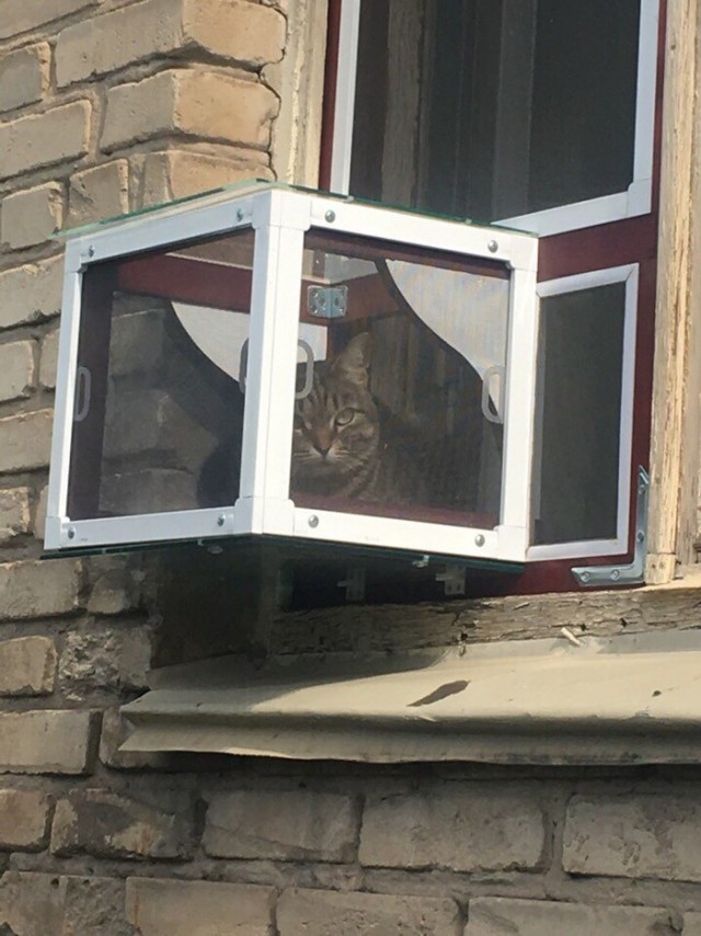 Прикольных котов пост