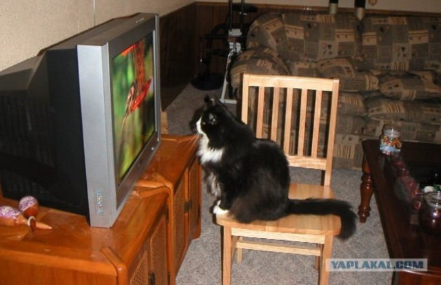 Коты и ТВ