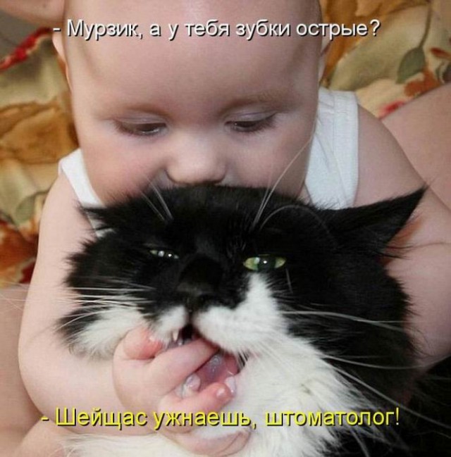 Котовторник 15.02.2011