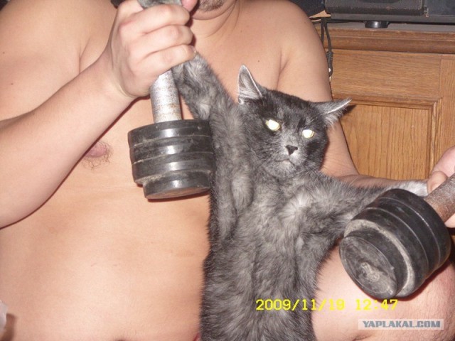 Котовторник 27.12.11