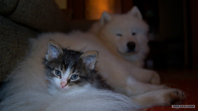 Котовторник (10.01.2012)