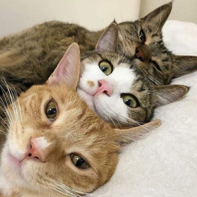 Прикольных котов пост