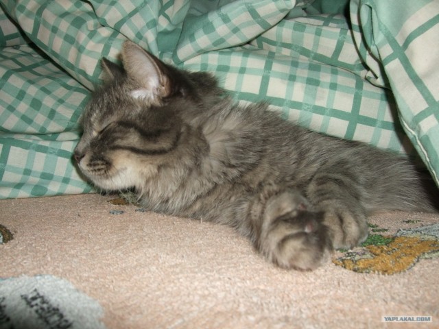 Котовторник   5.06.2012