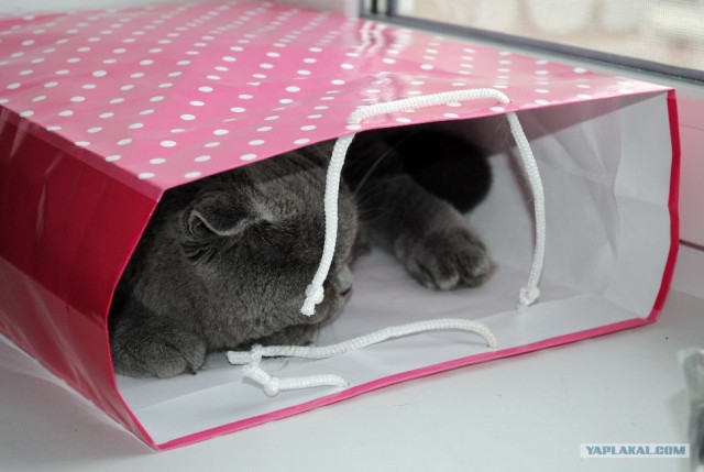 Котовторник 24.07.2012