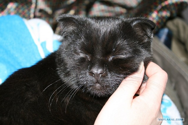Котовторник 07.08.2012