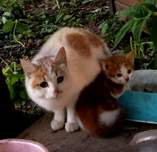Забавные фото котеек