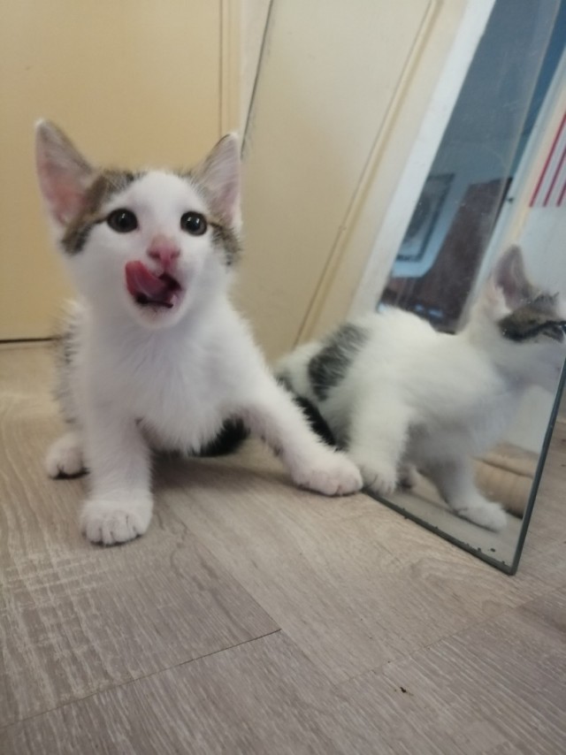Забавные фото котеек