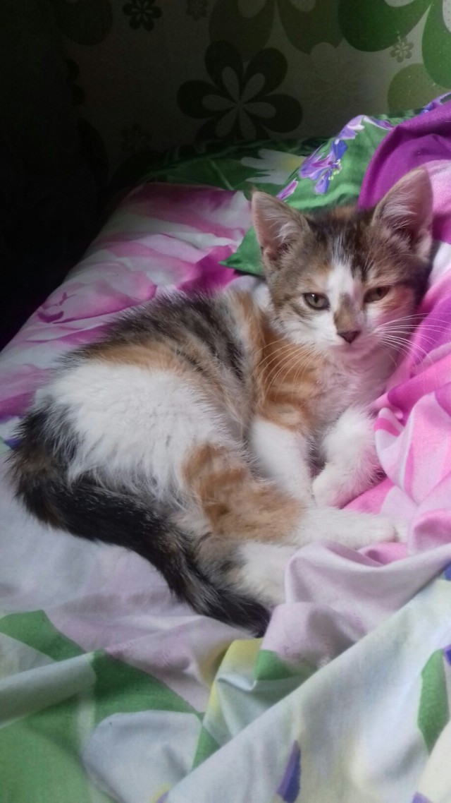 Забавные фото котеек