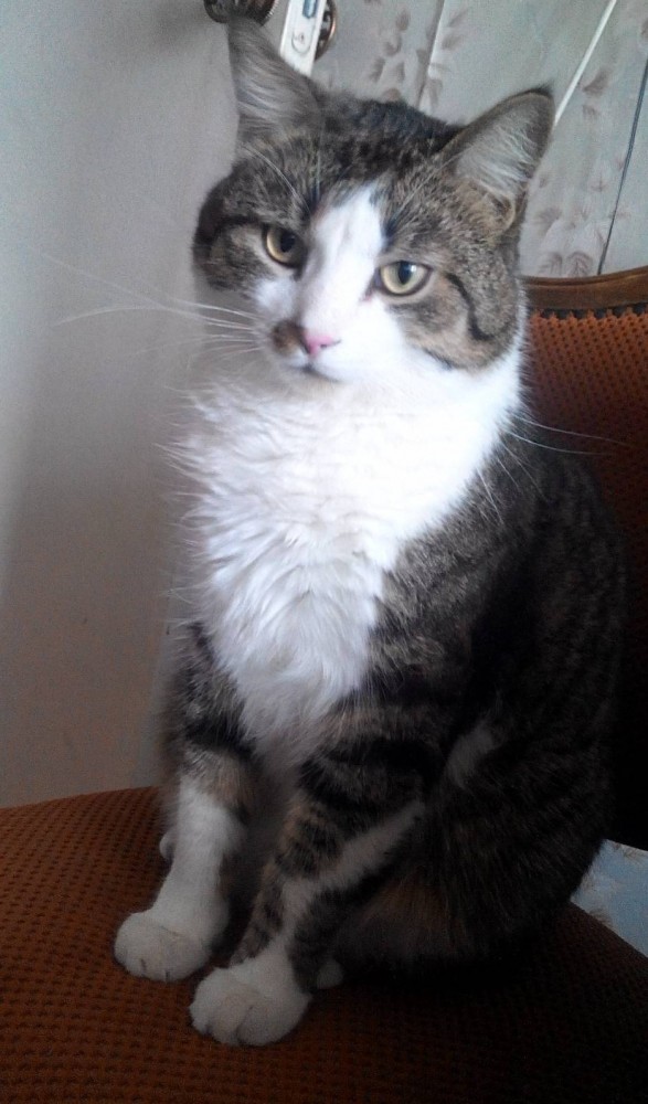 Коты, которые нас порадовали!