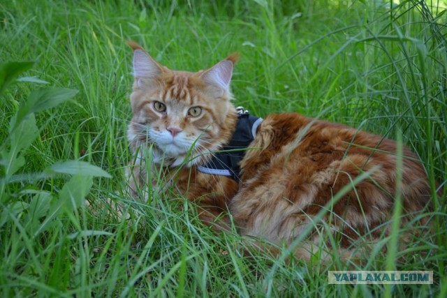Вторник. Кото-вторник...