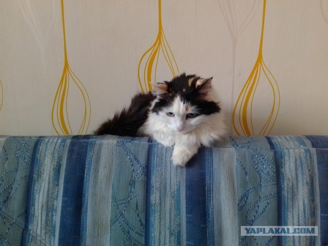 Кошка-старушка