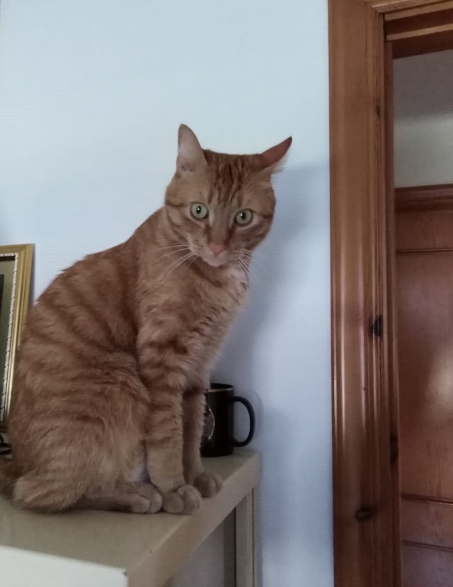 Мои личные котейки к котовторнику!