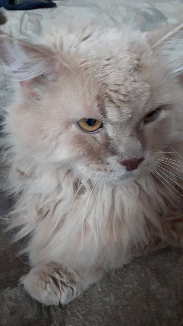 Котовторник (свои добавляем)