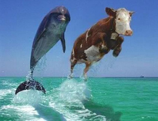 Дельфины и их идиотский юмор