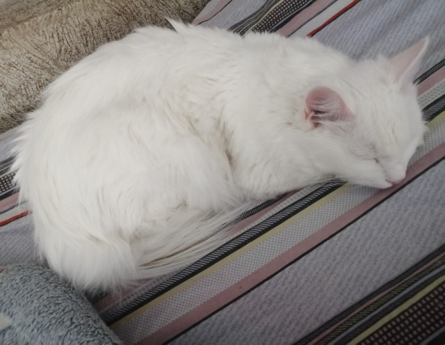 А ваши котейки че счас делают?