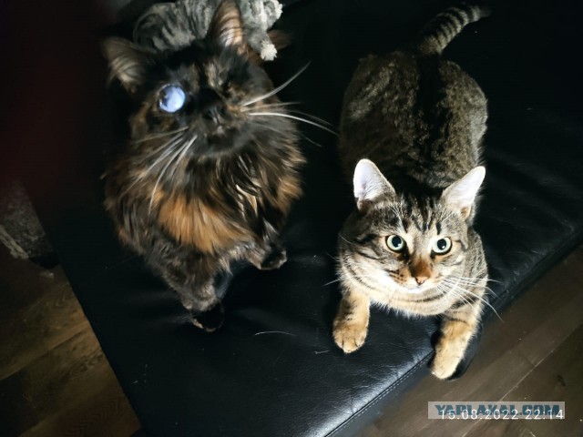 Добрый и очень короткий пост