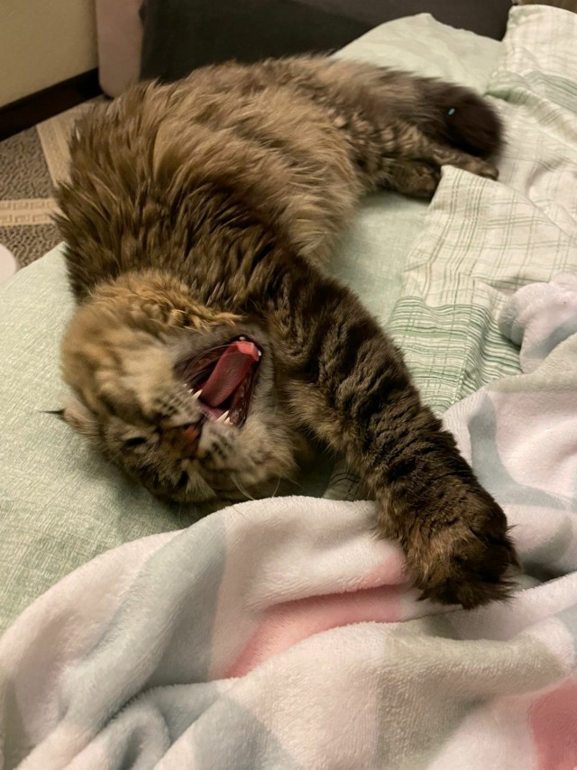 Наша коша