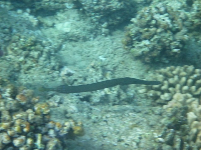 Деревенская Америка