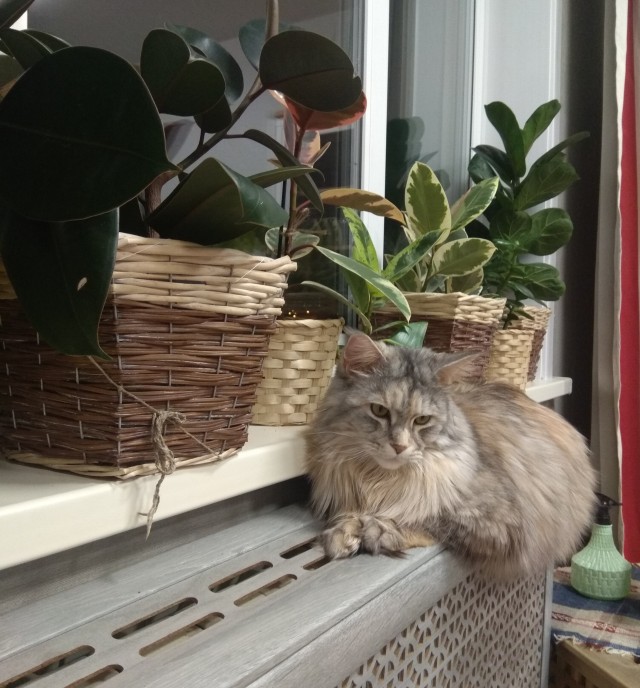 Мой котовторник
