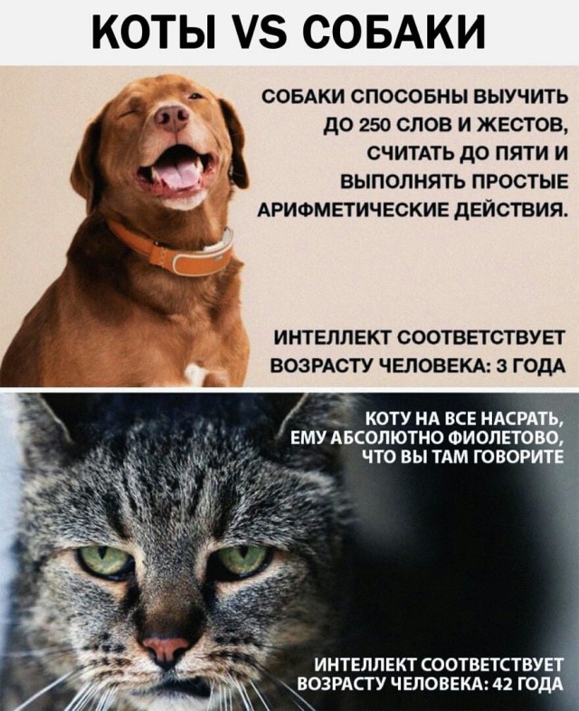 Столько команд знает!
