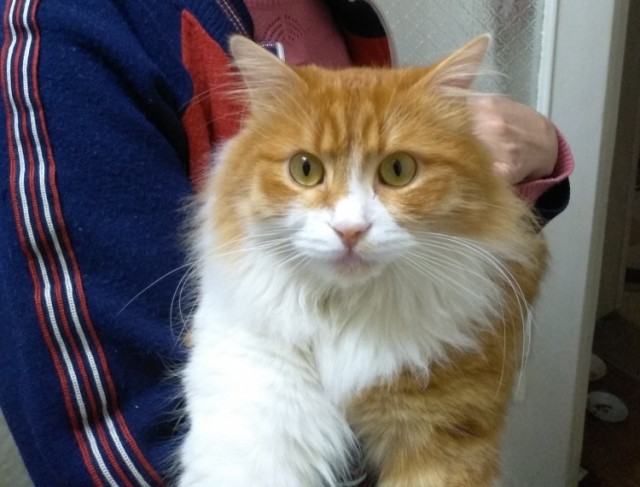 Котовторник