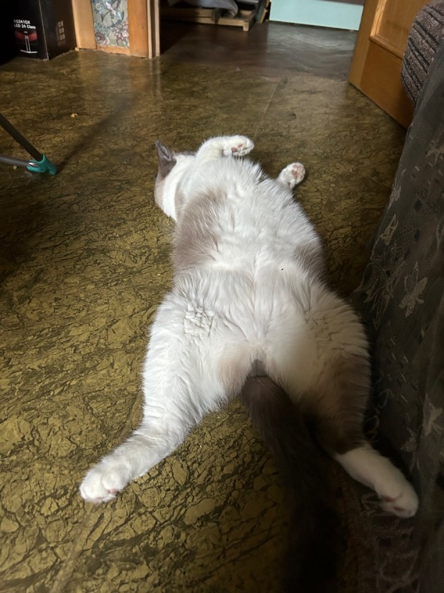 Походу мой кот бухает втихаря