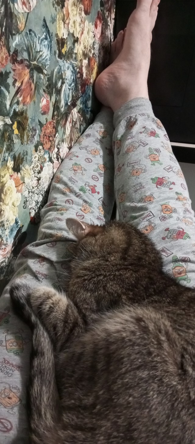 Всех с котовторником
