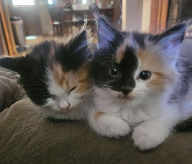 Трëхцветочки!