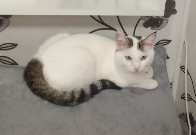 К котовторнику!)