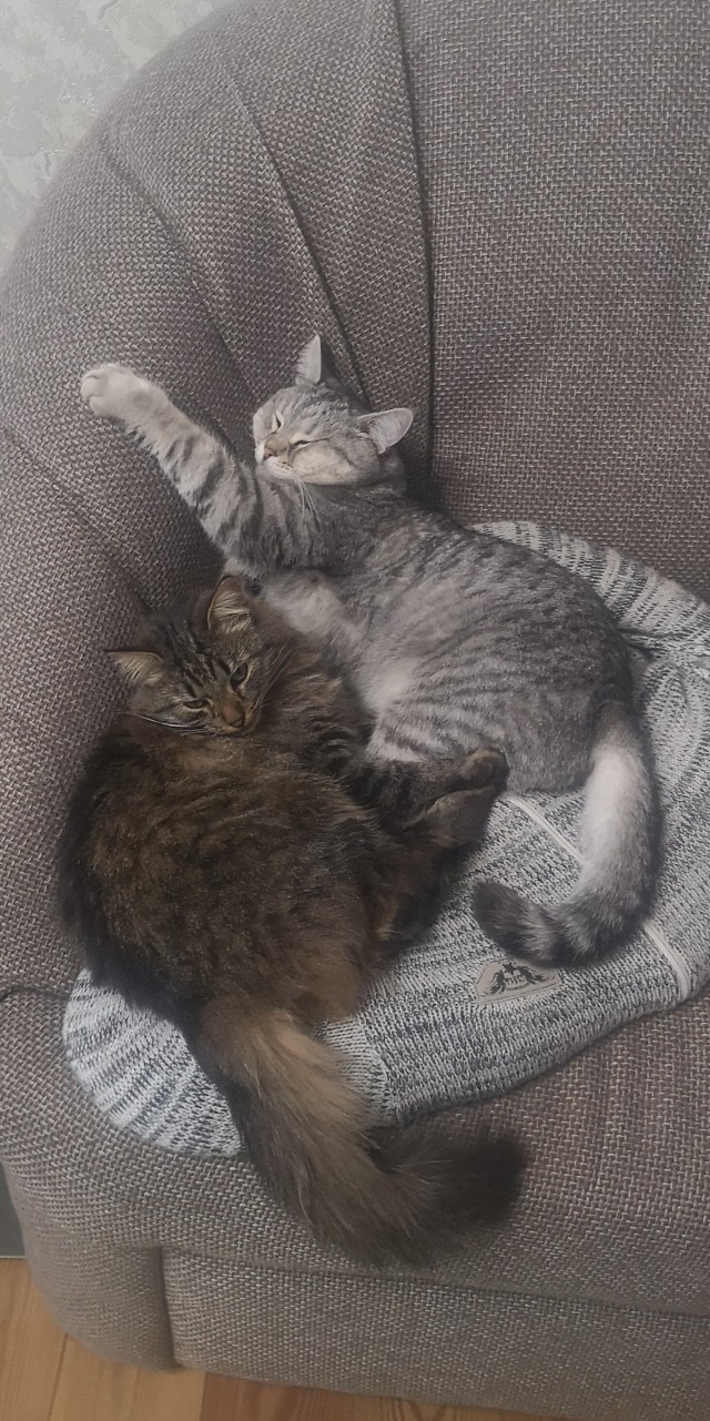 Купила кошке ковëр