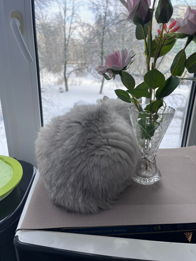 К котовторнику