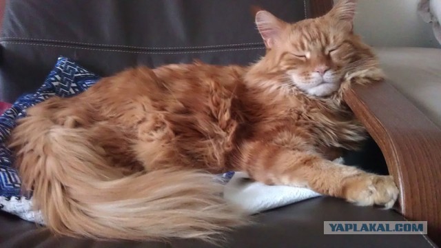 Немного о  Мейн Куне.