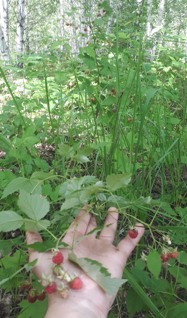 Грибной поход . День второй