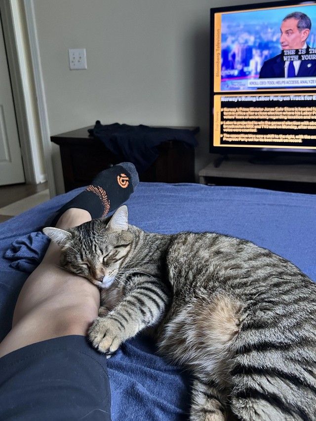 Спящих котеек тред