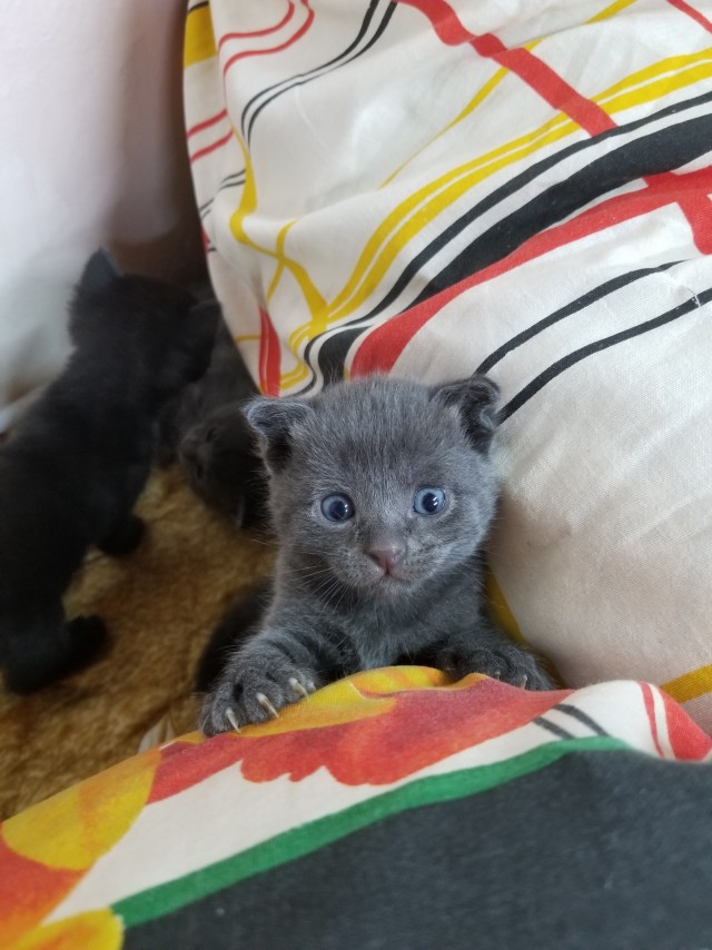 Котовторник