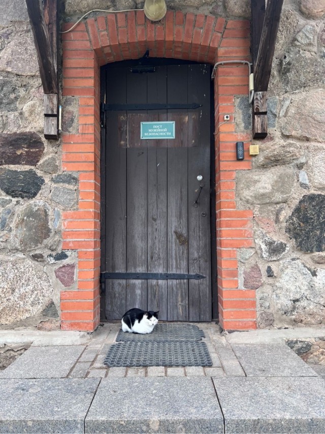 К Котовторнику !